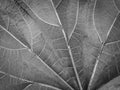 Abstract leaf cobweb pattern Royalty Free Stock Photo