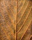 Abstract leaf texture