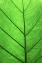 Abstract Leaf Texture Background