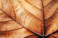 Abstract leaf texture