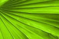 Abstract Leaf Texture Background Royalty Free Stock Photo