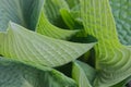 Abstract leaves pattern of perennial Hosta, Funkia 'Big Daddy'.