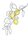 Abstract lemon fruit on branch. line drawing.