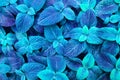 Abstract light blue coleus leaves background close up, fantastic blue color foliage texture, decorative tropical leaf pattern