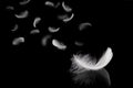 Abstract. Light fluffy a white feathers falling down in the dark. banner. plumage logo. black background Royalty Free Stock Photo