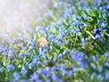 Abstract light in grape hyacinth Muscari armeniacum