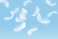 Abstract Lightly of Fluffy White Bird Feathers Falling Down in a Blue Sky