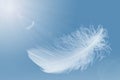 Abstract. Lightly of White Feathers Floating in a Blue Sky. Feather Flying in Heavenly