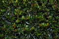 Abstract Lilly Pilly hedge foliage textured background Royalty Free Stock Photo