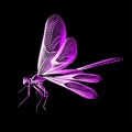 Abstract line art dragonfly, vector illustration isolated Royalty Free Stock Photo