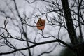 Abstract lonely red leaf on tree in the rainy day Royalty Free Stock Photo