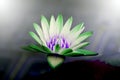 abstract lotus blossom green white beautiful bright background dark blur