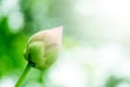 Abstract, lotus bud, green, pink, beautiful, bright, with blurred white green background.