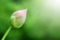 Abstract, lotus bud, green, pink, beautiful, bright, with blurred green background.