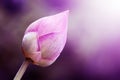 abstract, lotus bud, pink, purple, beautiful, bright, with a blurry purple-white background