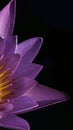 An abstract lotus flower with a black back ground with bright petals and yellow stamen
