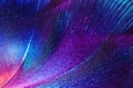 Abstract macro background from colorful feathers.