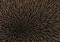 Abstract macro background of hedgehog quills, a natural pattern of sharp protective spines Royalty Free Stock Photo