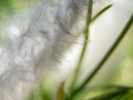 Abstract macro background shot close up of a white feather and grass backlit with sunlight