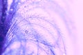 Abstract macro bird feather in shades of purple with water drops. Delicate works of art . Royalty Free Stock Photo