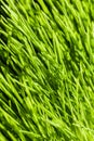 Abstract Macro Close-up of Mature Wheatgras Royalty Free Stock Photo