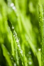 Abstract Macro Close-up of Mature Wheatgras Royalty Free Stock Photo