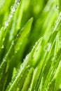 Abstract Macro Close-up of Mature Wheatgras Royalty Free Stock Photo