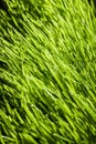Abstract Macro Close-up of Mature Wheatgras Royalty Free Stock Photo