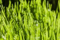 Abstract Macro Close-up of Mature Wheatgras Royalty Free Stock Photo