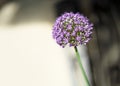 Abstract macro close-up with strong blur of an Allium flower. Copy space