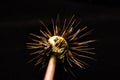 Abstract Macro Closeup of Dandelion Seed Head Isolated on Black Background Royalty Free Stock Photo