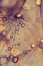 Abstract macro of a dandelion with dew drops. Gold drops. Royalty Free Stock Photo