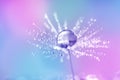 Abstract macro dandelion seed with a drop of dew or water on a colorful background pastel colors. Artistic beautiful image.