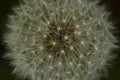 Abstract Macro Dandelion Seed Head Royalty Free Stock Photo