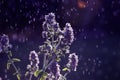 Abstract macro photo with water drops and flowers in garden. Magic night floral background with backlight Royalty Free Stock Photo