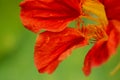 Red nasturtium flower abstract macro Royalty Free Stock Photo