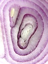 Abstract and macro detail inside of an onion