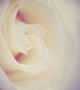 Abstract macro flower background Royalty Free Stock Photo