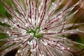 Abstract Macro Flower Head