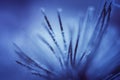 Abstract macro iced pine twig Royalty Free Stock Photo