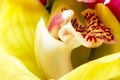 Abstract Macro image of a Orchid Flower. Royalty Free Stock Photo