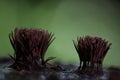 Abstract macro mushrooms