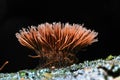 Abstract macro mushrooms