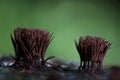 Abstract macro mushrooms