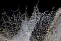 Abstract macro photo of a dandelion with water drops on a black background. Rain drops on a spider web. Royalty Free Stock Photo