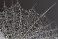 Abstract macro photo of a dandelion with water drops on a black background. Rain drops on a spider web. Royalty Free Stock Photo