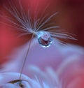 Beautiful flowers reflected in the water,artistic concept.Tranquil abstract closeup art photography.Floral fantasy design. Royalty Free Stock Photo