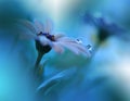 Beautiful Blue Nature Background.Spring Flower.Ocean Concept,water.Tranquil Abstract Closeup Art Photography.Floral Design.Plant. Royalty Free Stock Photo