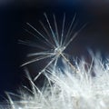 Abstract macro photo of plant seeds, dandelion with water drops on a blue background. Selective focus. Blurred background Royalty Free Stock Photo