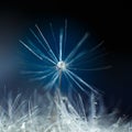 Abstract macro photo of plant seeds, dandelion with water drops on a blue background. Selective focus. Blurred background Royalty Free Stock Photo